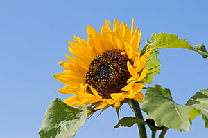 Zonnebloem met blauwe achtergrond