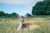 Damwild Im Hohen Gras