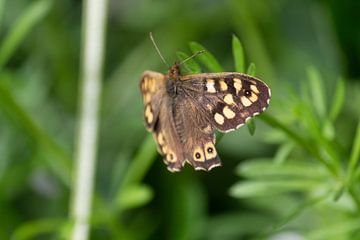 Vlinder macrofoto van Joost Winkens