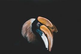 Die Bucerotidae (Hornvögel) fotografiert in Vietnam | Vogelfotoreisen von Ken Tempelers