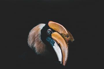 De Bucerotidae (Neushoornvogel) gefotografeerd in Vietnam | Vogel fotografie reizen van Ken Tempelers