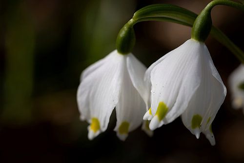 Sneeuwklokjes in het lentelicht – delicate boodschappers van de lente