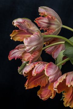 Tulpen von Renee Klein