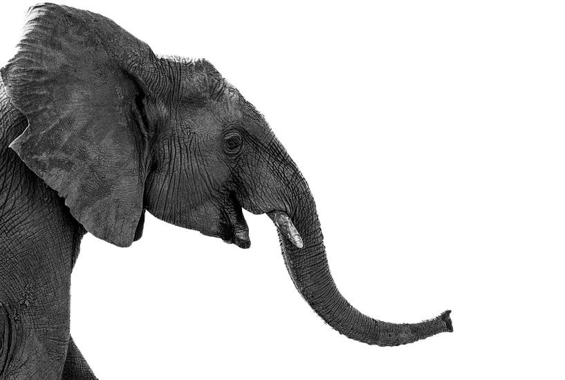 Un éléphant heureux par Jacco van Son