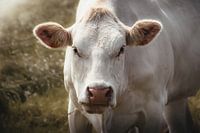 Vache Blonde D'Aquitaine