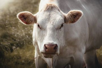 Vache Blonde D'Aquitaine sur Lynn Meijer