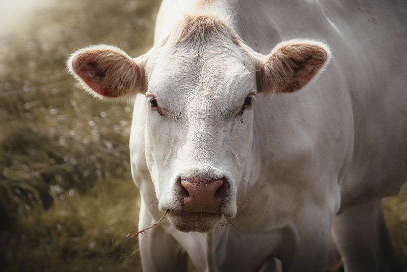 Cow Blonde D&#039;Aquitaine by Lynn Meijer
