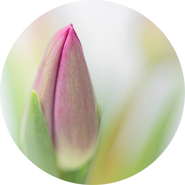 Pastel Spring... (Bloem, Tulp in de knop) van Bob Daalder