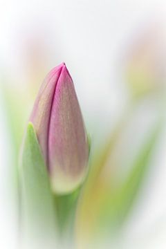 Pastellfarbener Frühling... (Blume, Tulpe in Knospe) von Bob Daalder