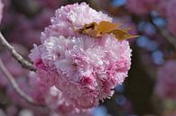 Een bolletje  roze lente bloesems van Jolanda de Jong-Jansen thumbnail