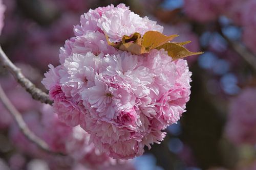 Une boule de fleurs roses de printemps