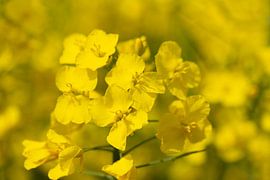 Gele koolzaadbloesems in de zon van Ulrike Leone