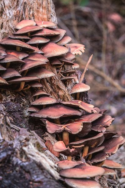 Famille des champignons par Nynke Nicolai