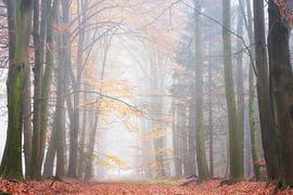 Nebliger Herbstmorgen im Wald von Francis Dost