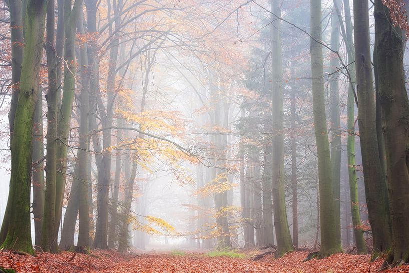Mistige herfstochtend in het bos van Francis Dost