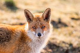 Wildfuchs von Ellen Thomassen