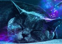Sleepy Galaxy Giant Cat