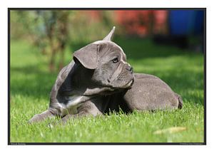 Französische Bulldogge - DIN A3