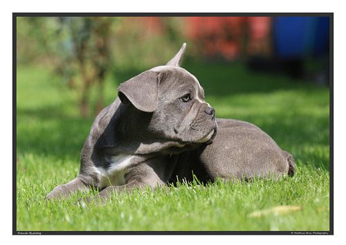 Bouledogue français