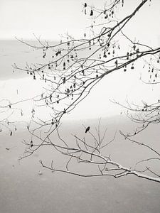 On The Frozen Pond