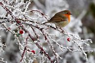 robin winter by Niels  de Vries thumbnail