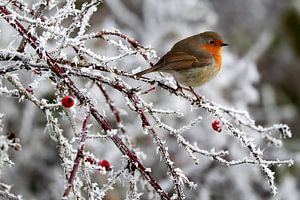 roodborstje  winter van Niels  de Vries