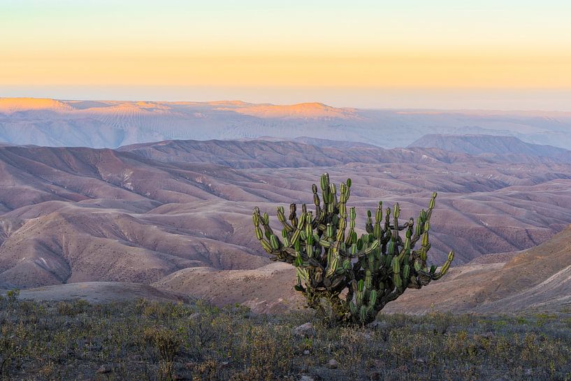 Eenzame cactus in gouden woestijn heuvels van FlashFwd Media
