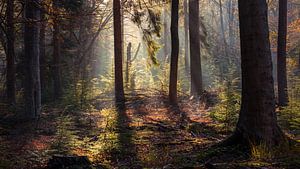 Sonnenlicht im Wald von Forestry Veenhuizen Drenthe