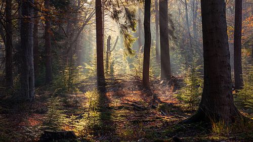 Sonnenlicht im Wald von Forestry Veenhuizen Drenthe