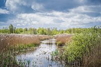 Natuurlijk landschap.
