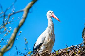 A stork lands towards its nest with a blue sky by Matthias Korn