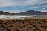 Altiplano in Bolivia with llama in the foreground and volcano in the background