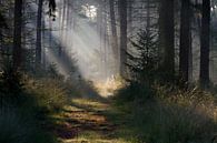 Fairytale Leenderbos by Joep de Groot thumbnail