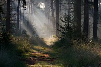 Märchenhafter Leenderbos