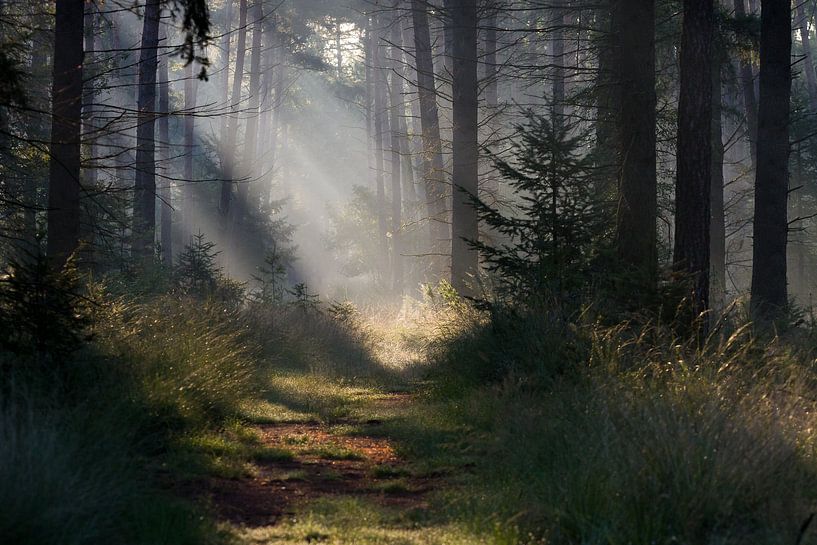 Fairytale Leenderbos by Joep de Groot