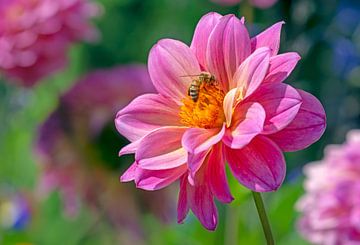 Dahlia bloesem met bij van ManfredFotos