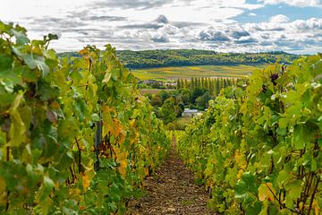 View of a village in the Champagne region of France with grapes in the foreground by Ivo de Rooij