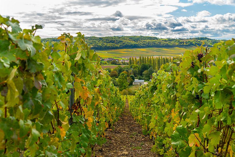 Ansicht eines Dorfes in der französischen Champagne mit Trauben im Vordergrund von Ivo de Rooij