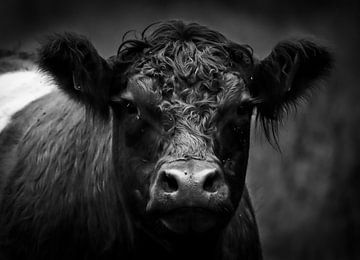 De koe van WILBERT HEIJKOOP photography