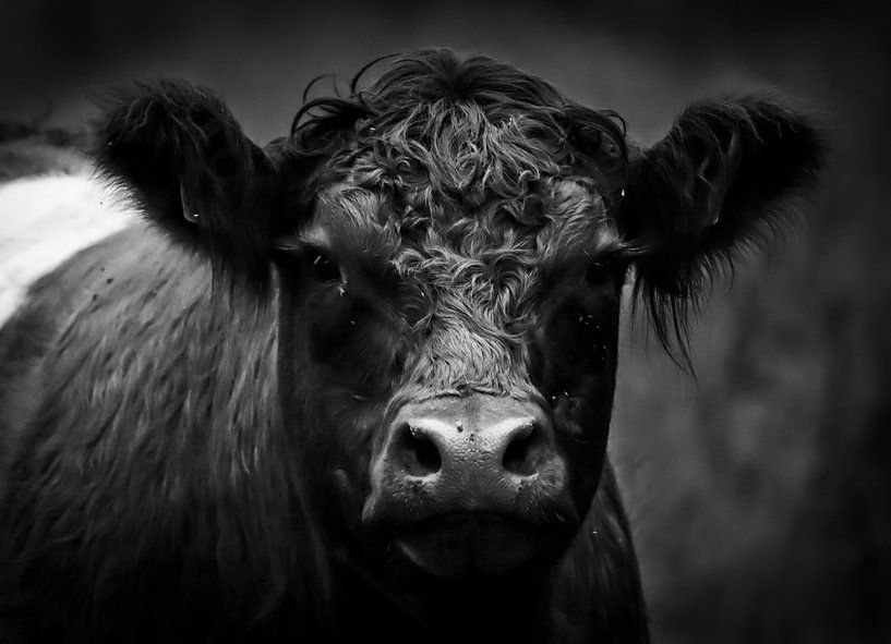 The cow by WILBERT HEIJKOOP photography