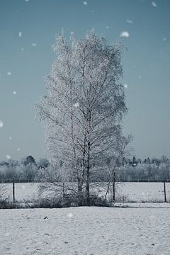 Winterlandschap met berken bedekt met sneeuw en vorst van Martin Köbsch