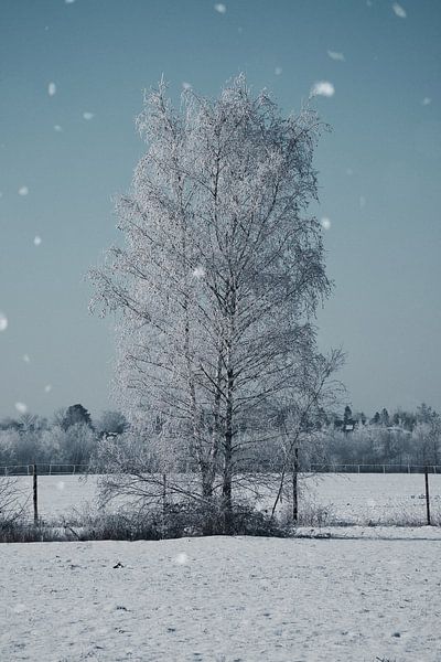 Winter landscape with snow and frost covered birch trees by Martin Köbsch