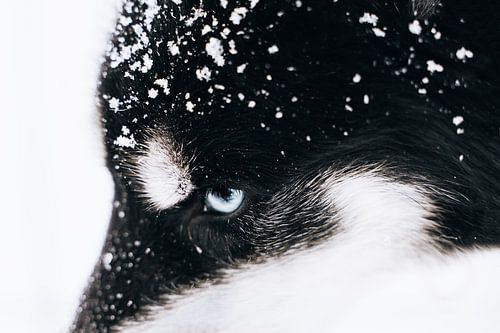 Husky Portrait II - Nana