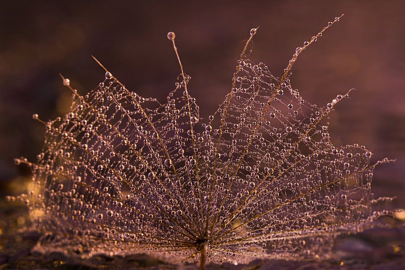 Fallen fluff of a Tragopogon by Marjolijn van den Berg