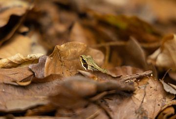 Frog among the leaves in the forest by Bopper Balten