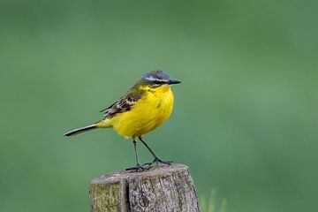 Yellow wagtail in the polder