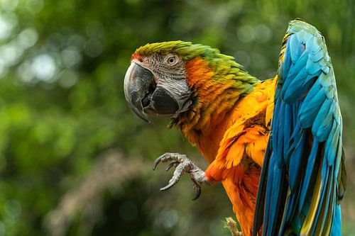 Parrot / Papegaai