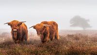 Les Highlanders écossais