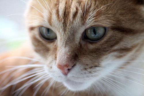 The stubborn hangover