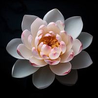 Lotus bloem portret